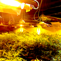 mega wietplantage rotterdam, zoutmanstraat wiet rotterdam, zoutmanstraat hennep, hennep rotterdam centrum