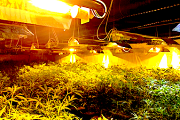 mega wietplantage rotterdam, zoutmanstraat wiet rotterdam, zoutmanstraat hennep, hennep rotterdam centrum