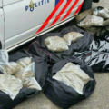 oss goudplevier wiet, oss wiet 60 kilo, goudplevier hennep, hennep oss goudplevier