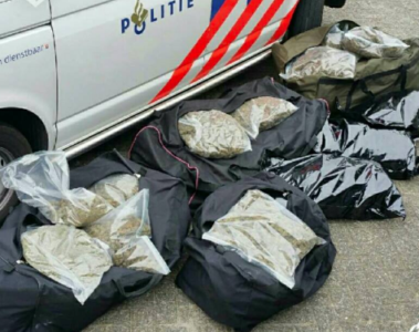 oss goudplevier wiet, oss wiet 60 kilo, goudplevier hennep, hennep oss goudplevier