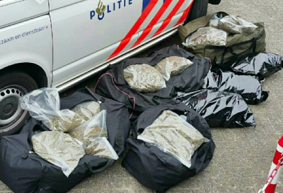 oss goudplevier wiet, oss wiet 60 kilo, goudplevier hennep, hennep oss goudplevier