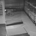 VIDEO: Tweetal gezocht voor dikke buit bij snelkraak met krik op juwelierszaak