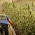 VIDEO: Duizenden wietplanten in beslag bij oprollen kwekerij met productiecapaciteit miljoen euro wiet