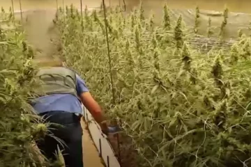 VIDEO: Duizenden wietplanten in beslag bij oprollen kwekerij met productiecapaciteit miljoen euro wiet
