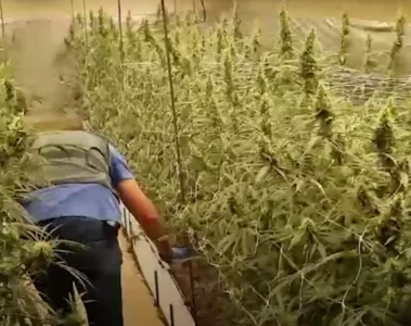VIDEO: Duizenden wietplanten in beslag bij oprollen kwekerij met productiecapaciteit miljoen euro wiet