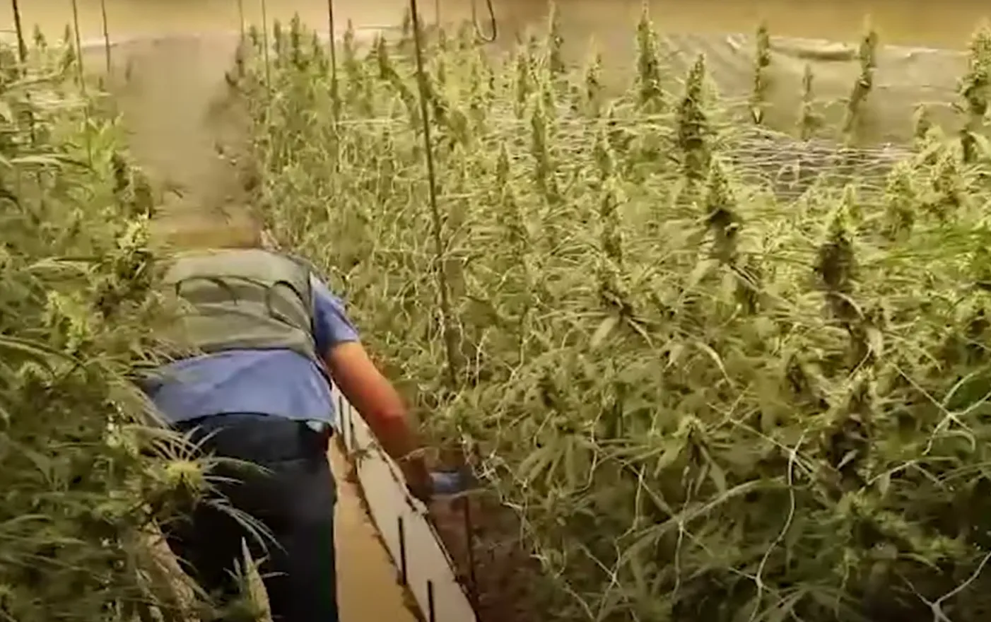 VIDEO: Duizenden wietplanten in beslag bij oprollen kwekerij met productiecapaciteit miljoen euro wiet
