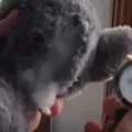 VIDEO: 400.000 euro aan gestolen dure horloges in knuffelberen aangetroffen