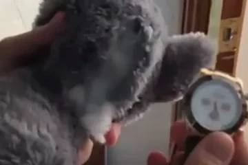 VIDEO: 400.000 euro aan gestolen dure horloges in knuffelberen aangetroffen