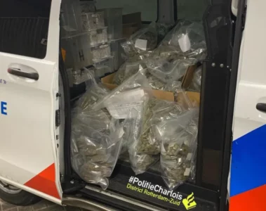 Grote partij toppen wiet gepakt bij actie, politie zegt sorry voor alle stank