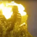 VIDEO: 37.000 wietplanten in beslag bij invallen drugsbende regio Barcelona