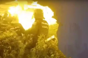 VIDEO: 37.000 wietplanten in beslag bij invallen drugsbende regio Barcelona
