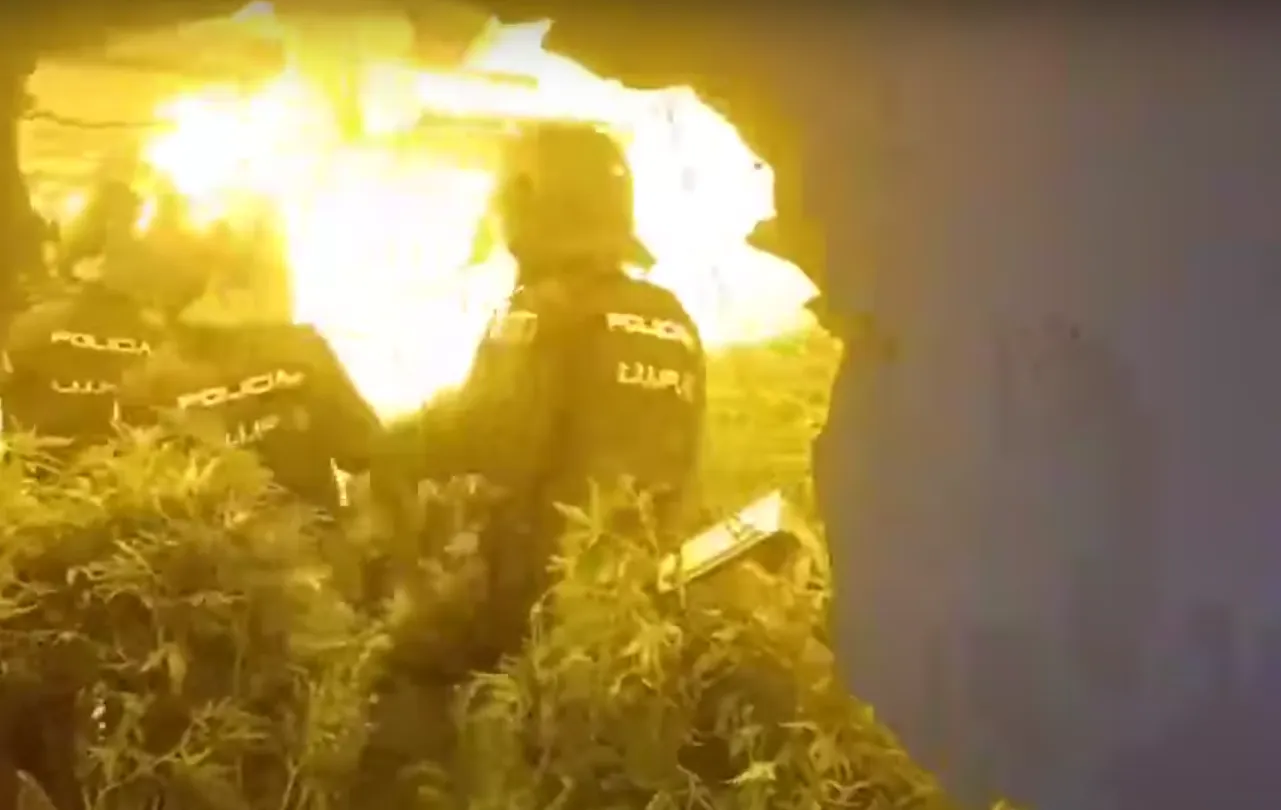 VIDEO: 37.000 wietplanten in beslag bij invallen drugsbende regio Barcelona