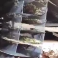 VIDEO: 1700 kilo aan toppen Spaanse wiet en aanhoudingen bij oprollen grote wietplantage