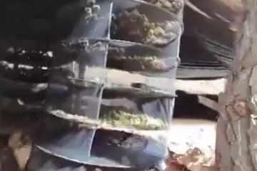 VIDEO: 1700 kilo aan toppen Spaanse wiet en aanhoudingen bij oprollen grote wietplantage