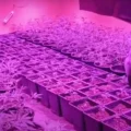 VIDEO: Partijen harddrugs, wiet, wapens en meer gepakt bij oprollen wietplantages en drugsbende