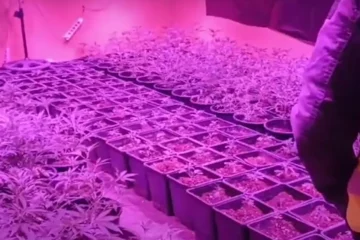 VIDEO: Partijen harddrugs, wiet, wapens en meer gepakt bij oprollen wietplantages en drugsbende