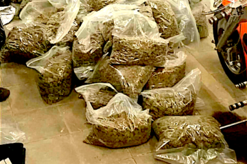 haspengouw wiet maastricht, 55 kilo wiet maastricht, hennep haspengouw maastricht