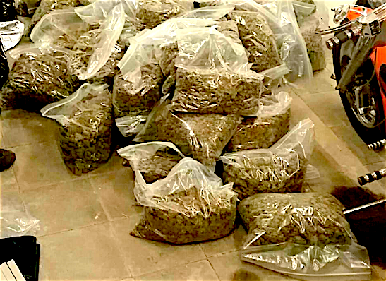haspengouw wiet maastricht, 55 kilo wiet maastricht, hennep haspengouw maastricht