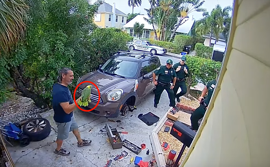 VIDEO: Vrouw in nood schreeuwend om hulp blijkt papegaai na onderzoek politie