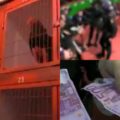 VIDEO: Dode hanen, wapens en cash gepakt bij inval hanengevechten