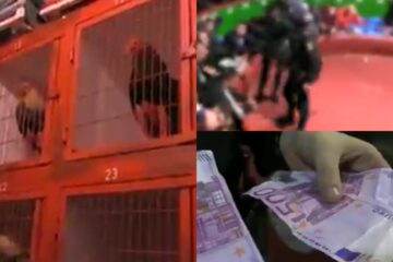 VIDEO: Dode hanen, wapens en cash gepakt bij inval hanengevechten