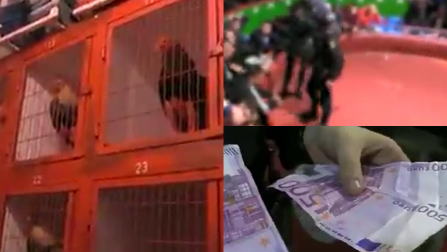 VIDEO: Dode hanen, wapens en cash gepakt bij inval hanengevechten