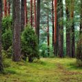 green leafed trees